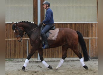 Würtemberger, Hongre, 7 Ans, 166 cm, Bai