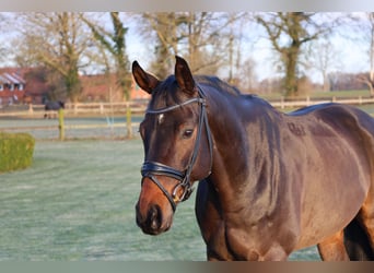 Würtemberger, Hongre, 7 Ans, 169 cm, Bai