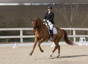 Würtemberger, Hongre, 7 Ans, 175 cm, Alezan brûlé