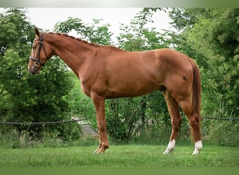 Würtemberger, Hongre, 7 Ans, 175 cm, Alezan brûlé