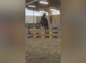 Würtemberger, Hongre, 8 Ans, 175 cm, Bai
