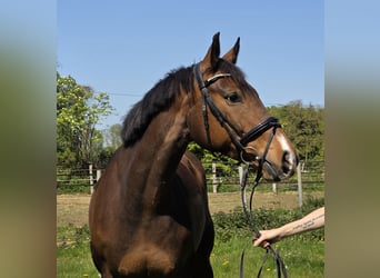 Würtemberger, Jument, 10 Ans, 165 cm, Bai