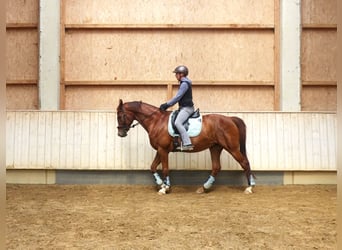 Würtemberger, Jument, 10 Ans, 166 cm