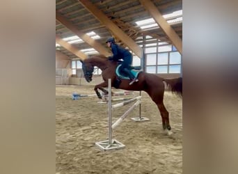 Würtemberger, Jument, 11 Ans, 165 cm, Alezan