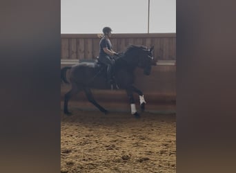 Würtemberger, Jument, 11 Ans, 167 cm, Bai