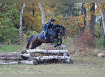 Würtemberger, Jument, 11 Ans, 168 cm, Bai