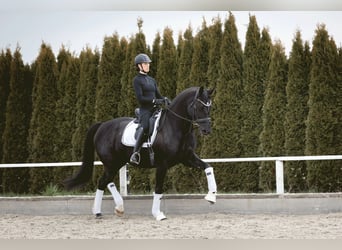 Würtemberger, Jument, 12 Ans, 174 cm, Noir