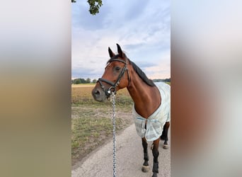 Würtemberger, Jument, 13 Ans, 160 cm, Bai