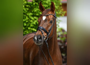 Würtemberger, Jument, 13 Ans, 172 cm, Alezan brûlé