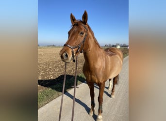 Würtemberger, Jument, 15 Ans, 169 cm, Alezan