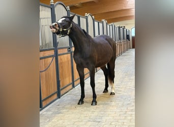 Würtemberger, Jument, 3 Ans, 153 cm, Bai brun