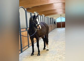 Würtemberger, Jument, 3 Ans, 153 cm, Bai brun