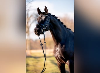 Würtemberger, Jument, 3 Ans, 165 cm, Noir