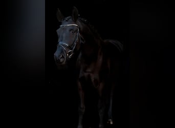 Würtemberger, Jument, 3 Ans, 165 cm, Noir