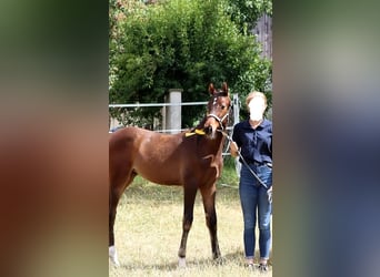 Würtemberger, Jument, 3 Ans, 168 cm