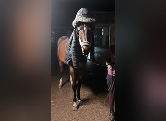 Würtemberger, Jument, 3 Ans, 168 cm