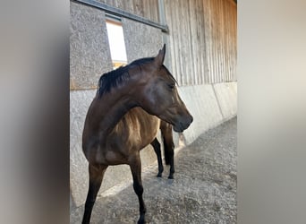 Würtemberger, Jument, 4 Ans, 157 cm, Bai brun