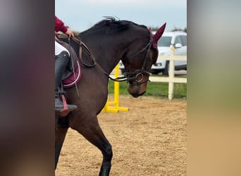 Würtemberger, Jument, 4 Ans, 157 cm, Bai brun