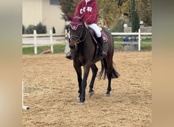 Würtemberger, Jument, 4 Ans, 157 cm, Bai brun