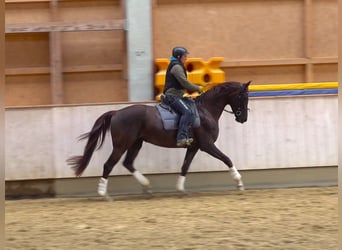 Würtemberger, Jument, 4 Ans, 170 cm, Alezan brûlé