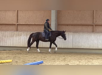 Würtemberger, Jument, 4 Ans, 170 cm, Alezan brûlé