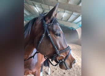 Würtemberger, Jument, 5 Ans, 166 cm, Bai