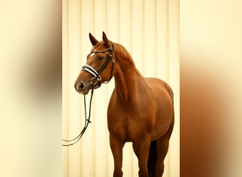 Würtemberger, Jument, 5 Ans, 167 cm, Alezan