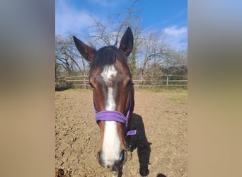 Würtemberger, Jument, 5 Ans, 167 cm, Bai