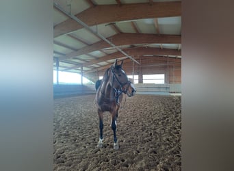 Würtemberger, Jument, 5 Ans, 167 cm, Bai