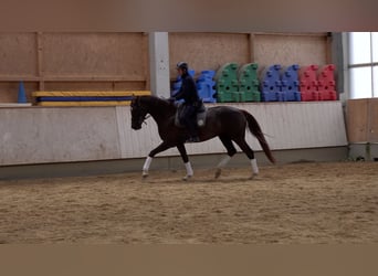 Würtemberger, Jument, 5 Ans, 170 cm, Alezan brûlé