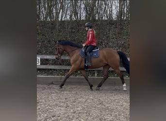 Würtemberger, Jument, 6 Ans, 165 cm, Bai