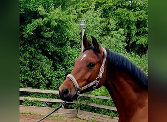 Würtemberger, Jument, 6 Ans, 165 cm, Bai