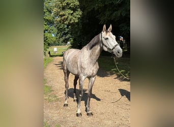 Würtemberger, Jument, 7 Ans, 168 cm, Gris pommelé