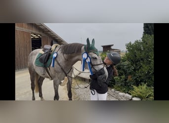 Würtemberger, Jument, 7 Ans, 168 cm, Gris pommelé