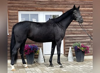 Würtemberger, Jument, 7 Ans, 169 cm, Noir