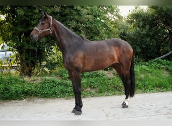 Würtemberger, Jument, 8 Ans, 168 cm, Bai brun
