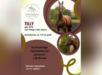 Würtemberger, Jument, 8 Ans, 170 cm, Alezan brûlé