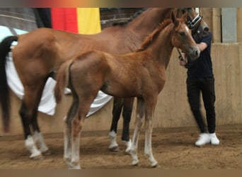 Würtemberger, Jument, Poulain (04/2025), Alezan