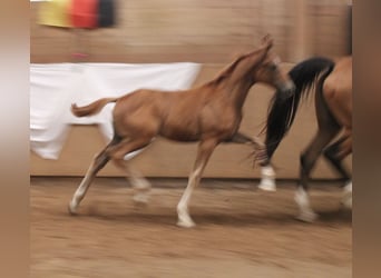 Würtemberger, Jument, Poulain (04/2025), Alezan
