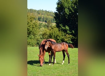 Würtemberger, Jument, Poulain (05/2026), Bai