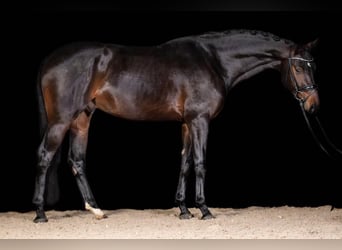 Wuerttemberg, Gelding, 10 years, 16.1 hh, Brown