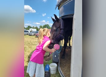 Wuerttemberg, Gelding, 10 years, 17 hh, Black