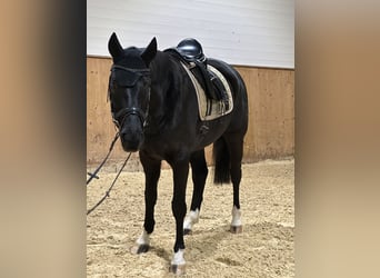 Wuerttemberg, Gelding, 12 years, 16,1 hh, Black