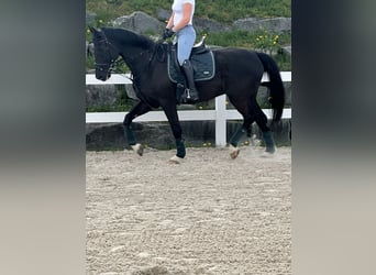 Wuerttemberg, Gelding, 12 years, 16,1 hh, Black