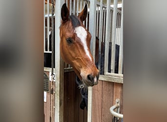 Wuerttemberg, Gelding, 12 years, 16.2 hh, Brown