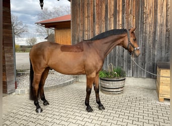 Wuerttemberg, Gelding, 12 years, 16,2 hh, Brown