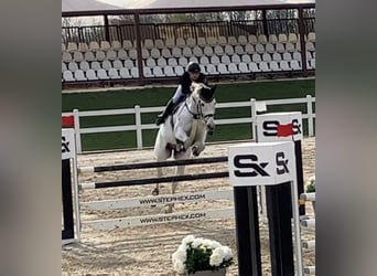 Wuerttemberg, Gelding, 12 years, 16,3 hh, Gray