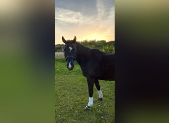 Wuerttemberg, Gelding, 12 years, 16 hh, Smoky-Black