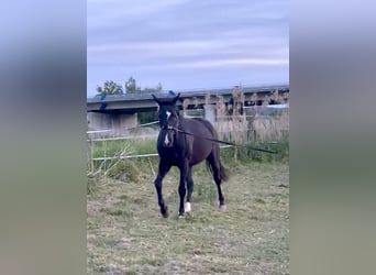 Wuerttemberg, Gelding, 12 years, 16 hh, Smoky-Black