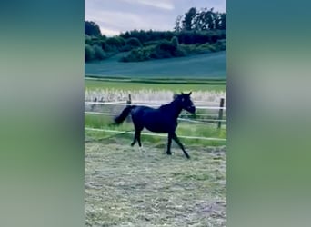 Wuerttemberg, Gelding, 12 years, 16 hh, Smoky-Black